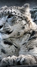 Télécharger une image Snow leopard,Animaux pour le portable gratuitement.