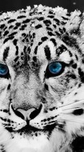 Télécharger une image Snow leopard,Animaux pour le portable gratuitement.
