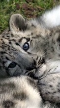 Télécharger une image 1024x600 Animaux,Snow leopard pour le portable gratuitement.