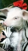 Télécharger une image Pigs,Tigres,Animaux pour le portable gratuitement.