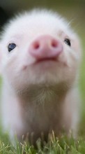 Télécharger une image Animaux,Pigs pour le portable gratuitement.