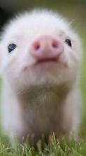 Télécharger une image Pigs,Animaux pour le portable gratuitement.