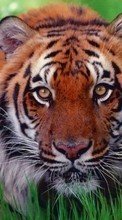 Animaux,Tigres pour HTC Smart
