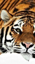 Télécharger une image Animaux,Tigres pour le portable gratuitement.