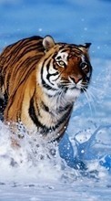 Télécharger une image Animaux,Tigres pour le portable gratuitement.