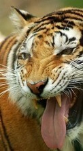 Tigres,Animaux pour Samsung Galaxy S20