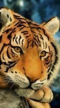 Tigres,Animaux pour Samsung B3210