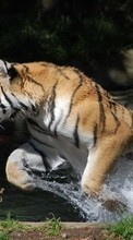 Tigres,Animaux pour LG Leon H324