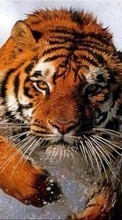Télécharger une image Tigres,Animaux pour le portable gratuitement.