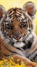 Télécharger une image Tigres,Animaux pour le portable gratuitement.