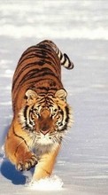 Télécharger une image Tigres,Animaux,Hiver pour le portable gratuitement.