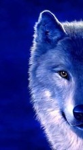Animaux,Loups pour Sony Xperia Z2