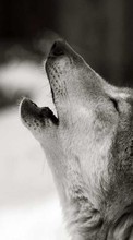Loups,Animaux pour Asus ZenFone Go ZC500TG