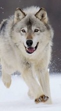 Télécharger une image Loups,Animaux pour le portable gratuitement.