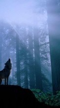 Télécharger une image Loups,Animaux pour le portable gratuitement.