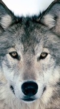 Télécharger une image Animaux,Loups pour le portable gratuitement.