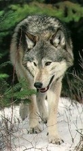 Loups,Animaux pour HTC Hero