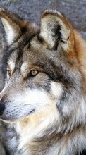 Animaux,Loups pour Motorola DROID Pro