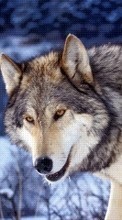 Télécharger une image 240x400 Animaux,Loups pour le portable gratuitement.