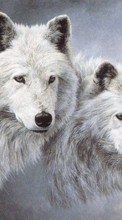 Télécharger une image Animaux,Loups pour le portable gratuitement.