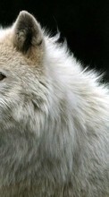 Télécharger une image 320x240 Animaux,Loups pour le portable gratuitement.