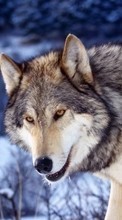 Télécharger une image 360x640 Animaux,Loups pour le portable gratuitement.