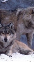 Télécharger une image Animaux,Loups,Hiver pour le portable gratuitement.