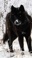 Télécharger une image Animaux,Loups,Hiver pour le portable gratuitement.