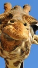 Télécharger une image 1024x600 Humour,Animaux,Girafes pour le portable gratuitement.
