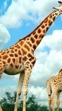 Girafes,Animaux pour LG K10 K420N