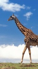 Télécharger une image Animaux,Girafes pour le portable gratuitement.