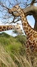 Girafes,Animaux pour Sony Ericsson Xperia X10 mini pro