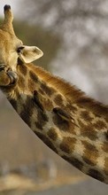 Télécharger une image Animaux,Girafes pour le portable gratuitement.