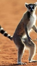 Télécharger une image Animaux,Les lémuriens pour le portable gratuitement.