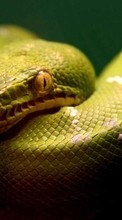 Télécharger une image Animaux,Serpents pour le portable gratuitement.
