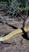 Animaux,Serpents pour Motorola Droid