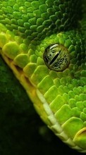 Télécharger une image 240x400 Animaux,Serpents pour le portable gratuitement.