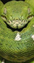 Télécharger une image Animaux,Serpents pour le portable gratuitement.
