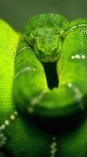 Télécharger une image 320x240 Animaux,Serpents pour le portable gratuitement.