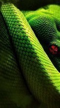 Télécharger une image 320x480 Animaux,Serpents pour le portable gratuitement.