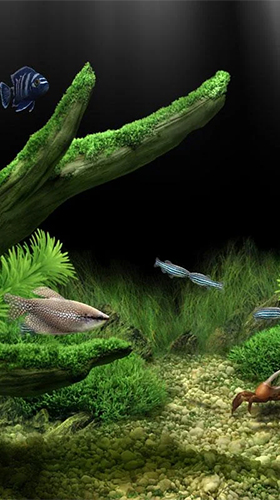 Aquarium  - télécharger gratuit un fond d'écran animé Aquariums pour le portable.