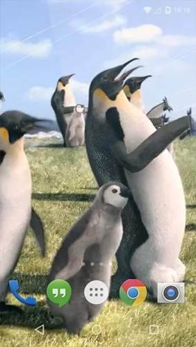 Manchot arctique   - télécharger gratuit un fond d'écran animé Animaux pour le portable.