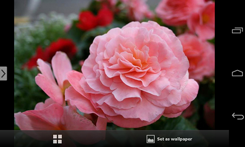 Télécharger gratuitement le fond d'écran animé Belles fleurs   sur les portables et les tablettes Android.