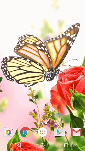 Papillon   - télécharger gratuit un fond d'écran animé Fleurs pour le portable.