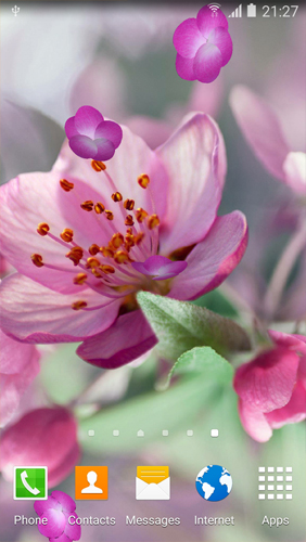 Cerise en fleurissement   - télécharger gratuit un fond d'écran animé Fleurs pour le portable.