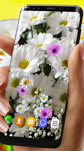 Marguerites HQ  - télécharger gratuit un fond d'écran animé Fleurs pour le portable.