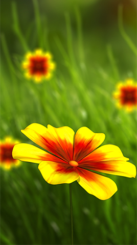 Fleur 360 3D  - télécharger gratuit un fond d'écran animé Fleurs pour le portable.