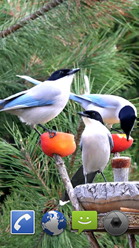 Oiseaux de jardin  - télécharger gratuit un fond d'écran animé 3D pour le portable.