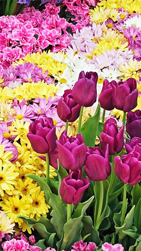 Fleurs de jardin  - télécharger gratuit un fond d'écran animé Fleurs pour le portable.