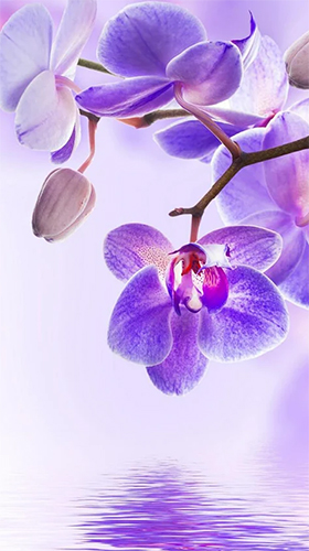 Orchidée  - télécharger gratuit un fond d'écran animé Fleurs pour le portable.